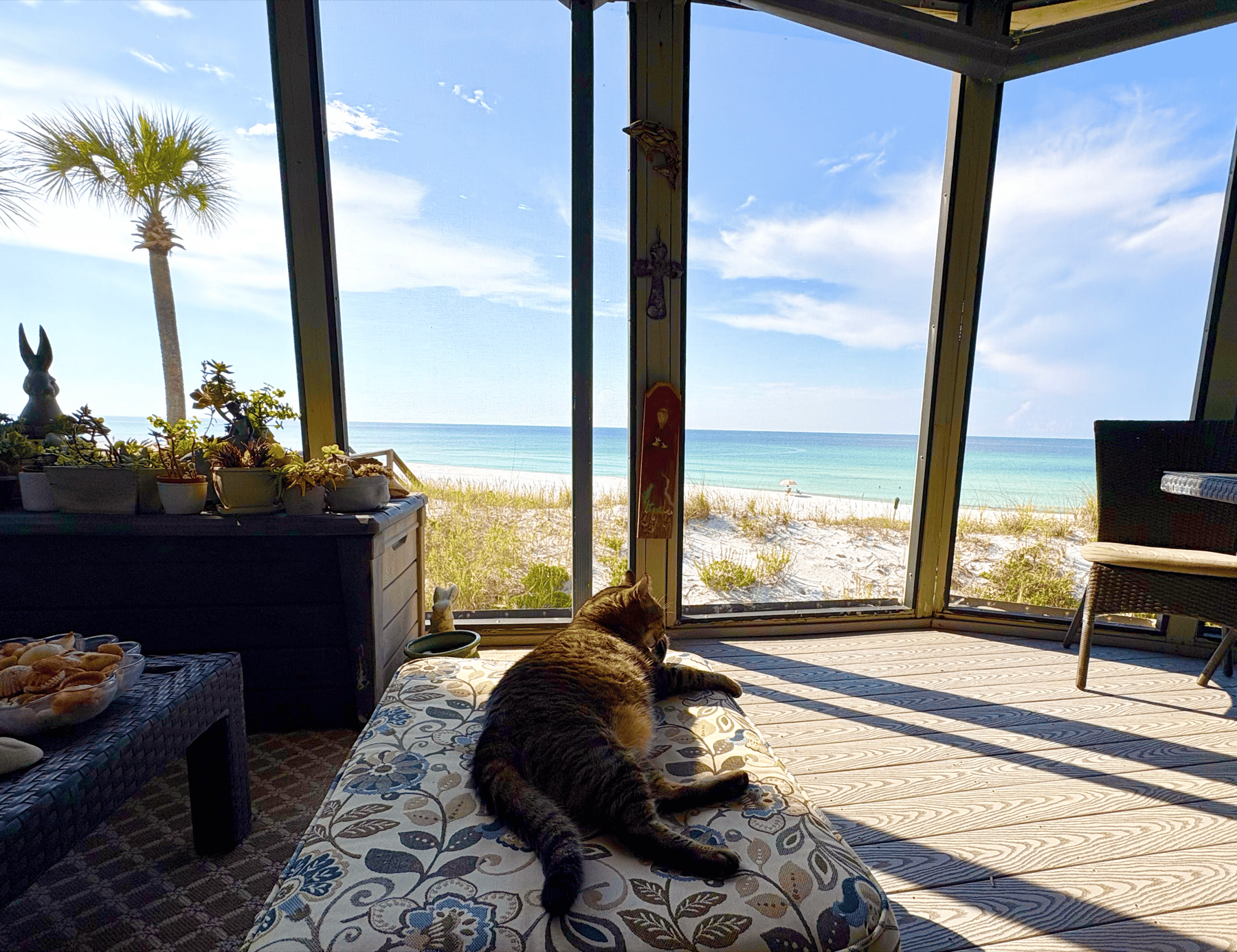 A tabby cat relaxing on a cushioned bench on a screened porch overlooking a turquoise beach