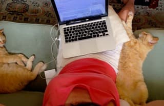 Gundi Gabrielle working on her laptop between two orange cats