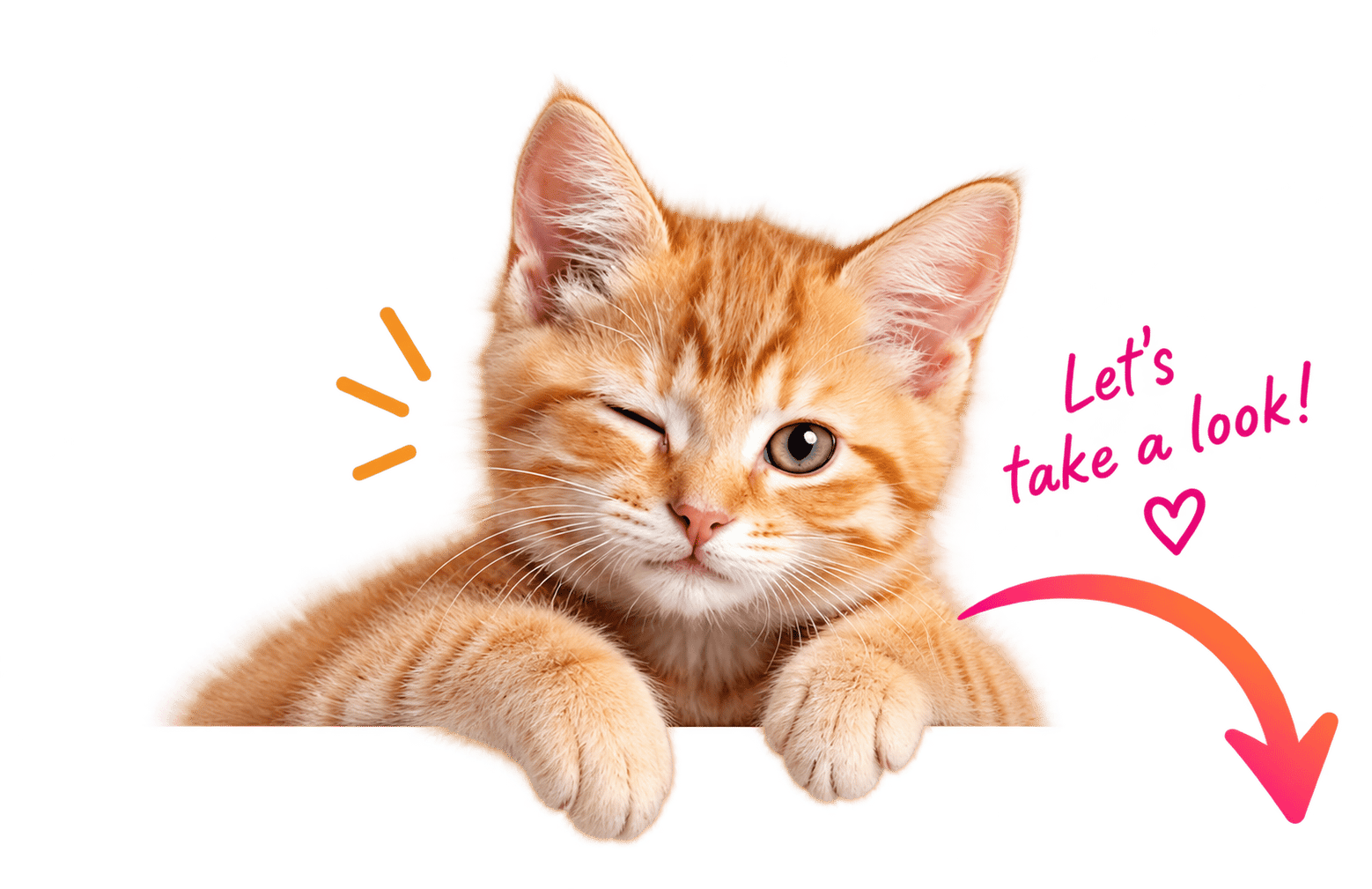 Cute Kitten: “Let's take a look!”